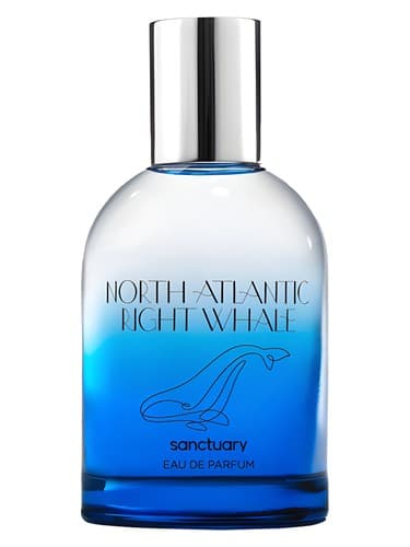 North Atlantic Right Whale - نهنگ راست اوشن اطلس شمالی