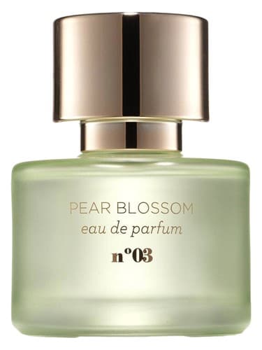 Pear Blossom - شکوفه گلابی