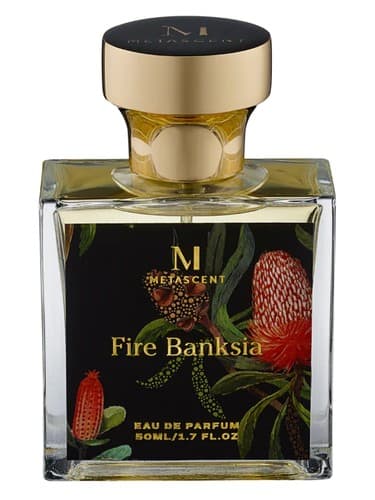 Fire Banksia - آتش بنکسیا