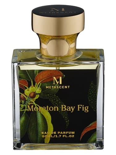 Moreton Bay Fig - مورتون خلیج شکل