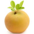 Nashi Pear