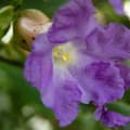 Strobilanthes Callosus