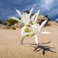 Sand Lily