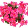Begonia