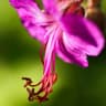 Geranium macrorrhizum (Zdravetz)
