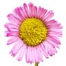 Erigeron (Fleabane)