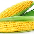 Corn