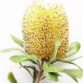 Banksia Australian