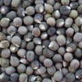 Seed Okra or Gumbo