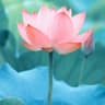 Water Flowers