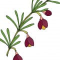 Boronia