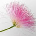 Albizia