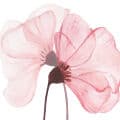 Transparent Flowers