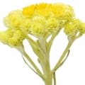 Immortelle