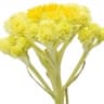 Immortelle