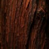 Redwood