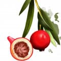 Quandong, desert peach