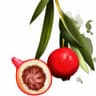 Quandong, desert peach