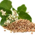 Buckwheat