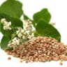 Buckwheat