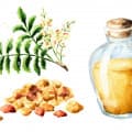 Balsamic Notes