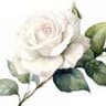 Rosa Alba