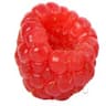 Red Mulberry