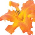 Daylily
