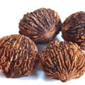 Black Walnut