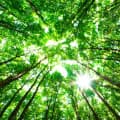 Green Forest