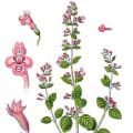 Lesser Calamint