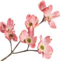 Dogwood Blossom
