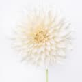 White Dahlia