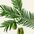 Torreya