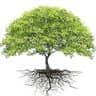 Trees