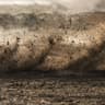 Dirt