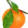 Red Mandarin