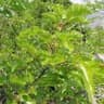 Mulberry plant
