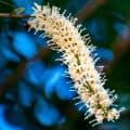 Macadamia Flower