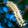 Macadamia Flower