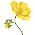 Jarana Flower