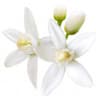 Orange Blossom