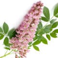Licorice Flower