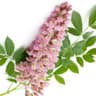 Licorice Flower