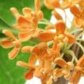 Yunnan Osmanthus