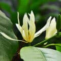 Michelia leaf