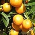 Citrus Japonica