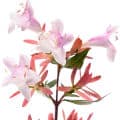 Abelia