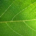 Chlorophyll