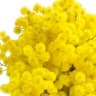 Mimosa